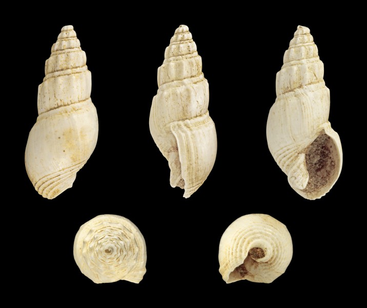 Dorsanum plicatum 01