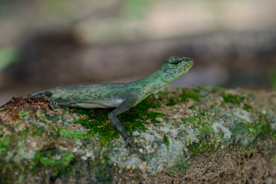 Draco blanfordii, Blanford’s flying lizard