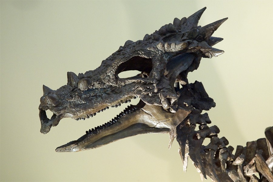 Dracorexhogwartsiahead