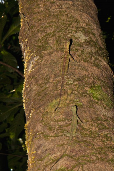 Dracos sp. (16608271220)