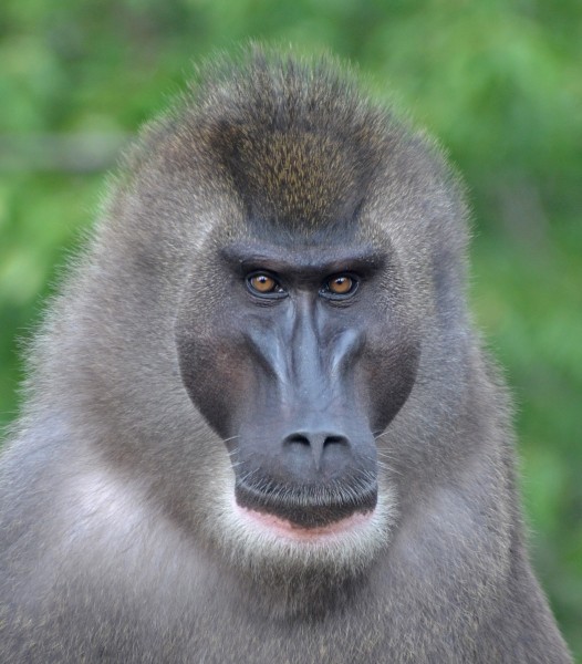Drill (Mandrillus leucophaeus)