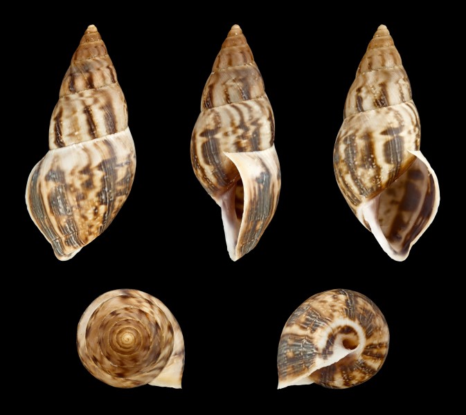 Drymaeus chanchamayensis 01