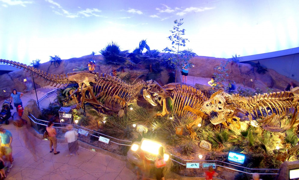 DSC02558 Bucky (T.rex fossil), Kelsey (Triceratops fossil) and Stan (T. rex cast)