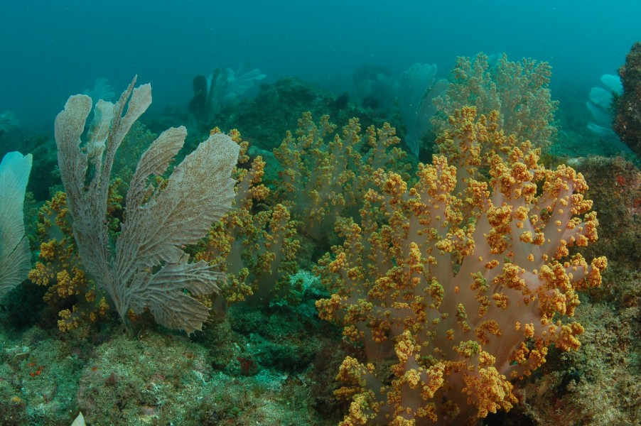 DSC 0046 - refifes de coral em Abrolhos