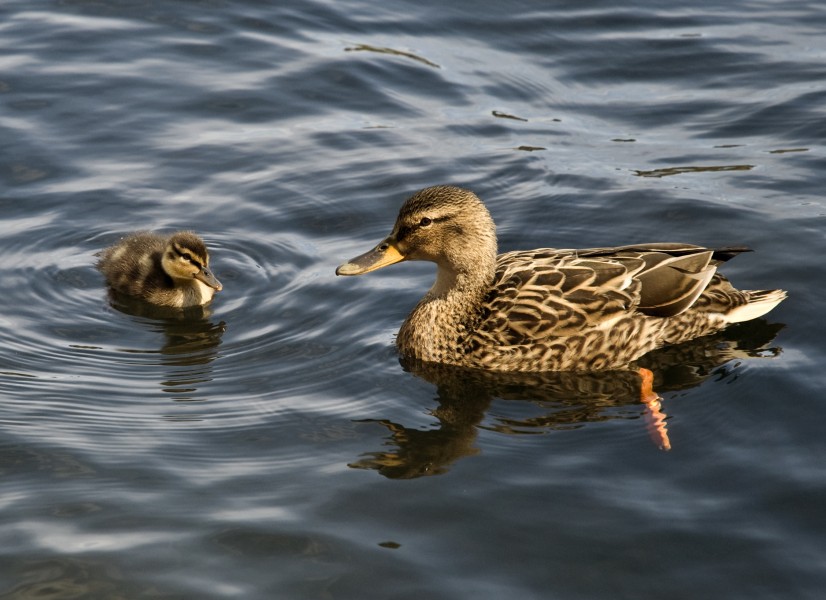Duck and duckling (7449127466)