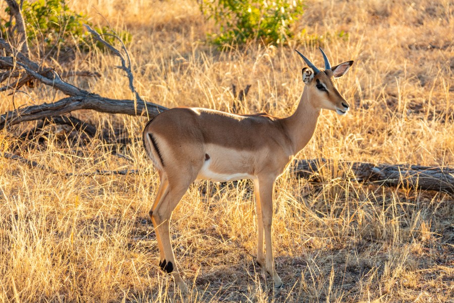 Duiker común (Sylvicapra grimmia), parque nacional Kruger, Sudáfrica, 2018-07-24, DD 07
