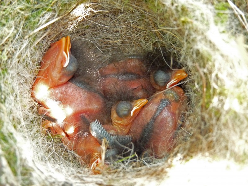 Dunnock (Hedge Sparrow) Nest 24-04-11 (5647300345)