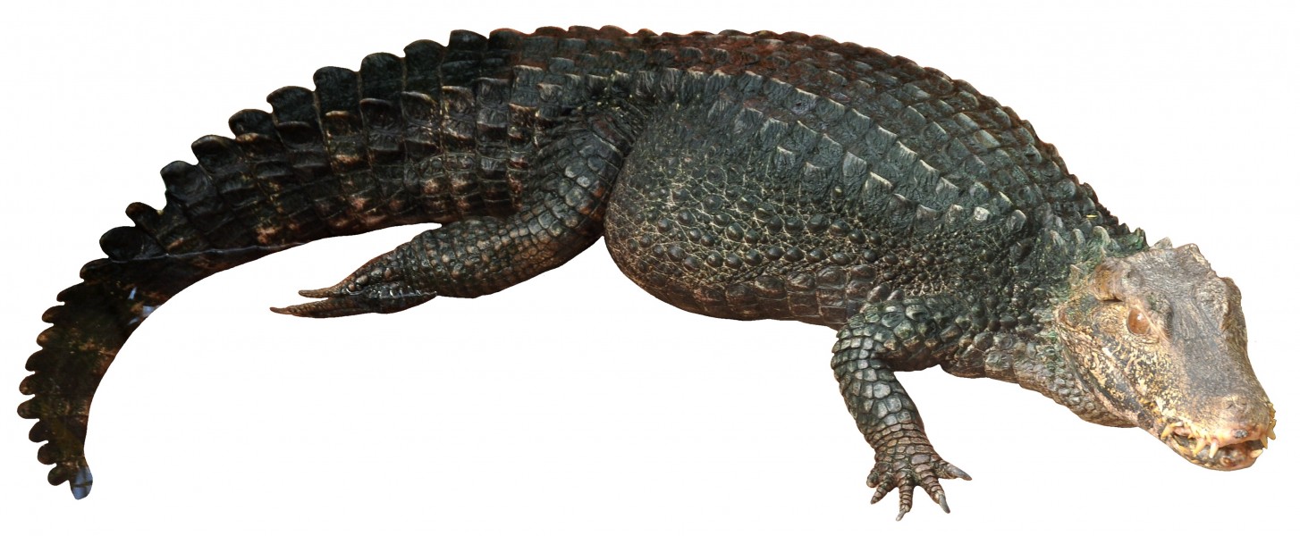 Dwarf Caiman white background