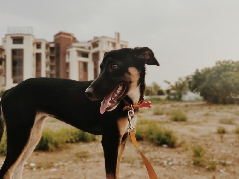 Dwarka Mastiff Pariah