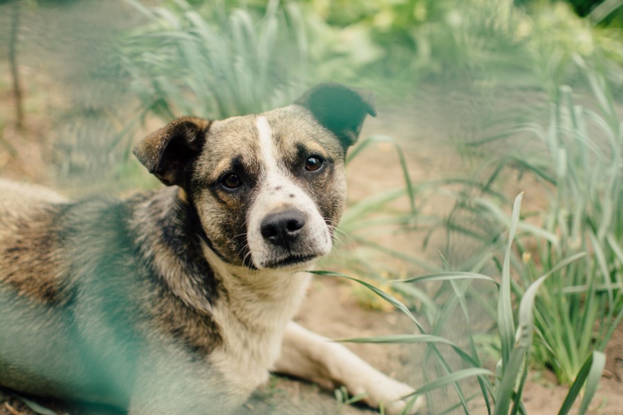 Earnest dog in the grass (Unsplash)