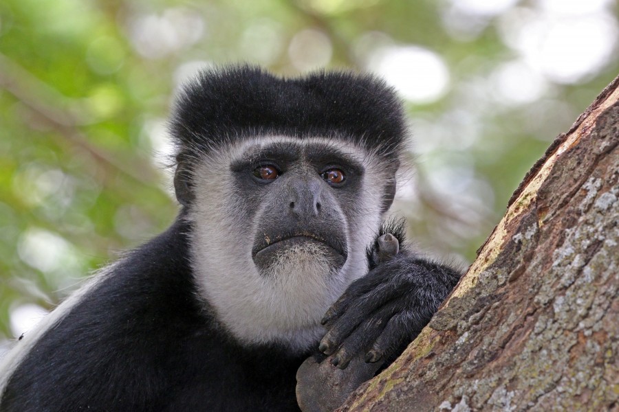 Eastern black-and-white colobus (Colobus guereza matschiei) head