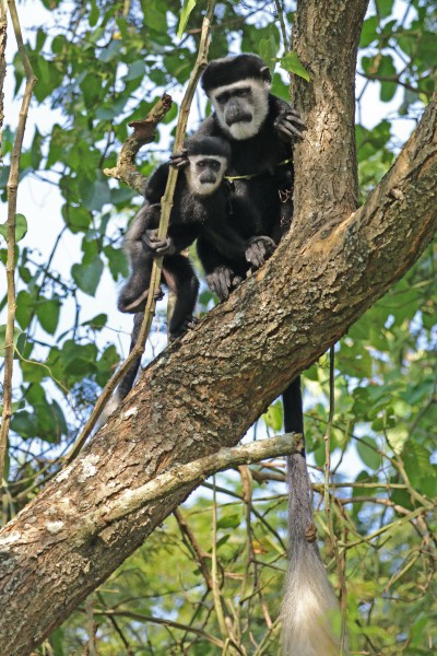 Eastern black-and-white colobus (Colobus guereza occidentalis) with juvenile