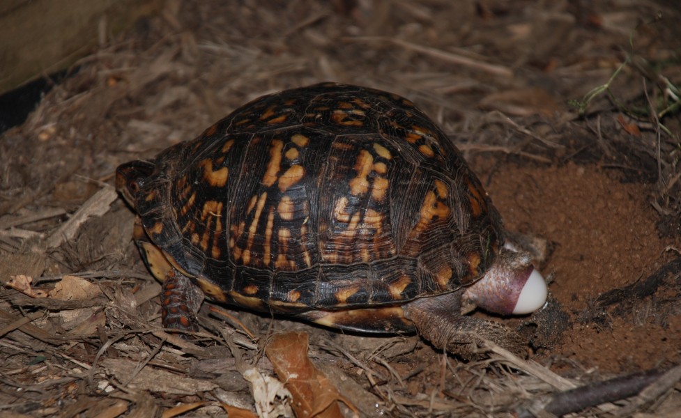 Eastern Box Turtle 8679