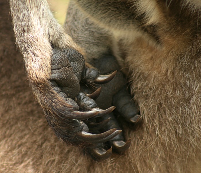 Eastern Grey Kangaroo Hands