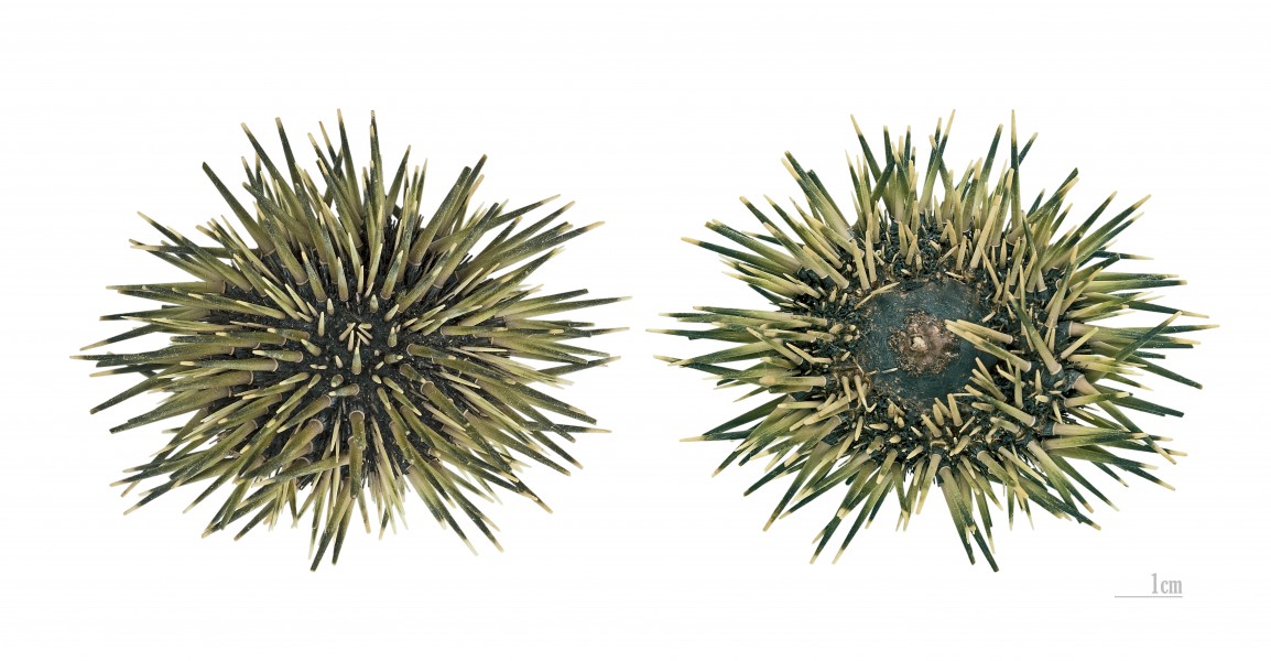 Echinometra mathaei MHNT Both sides
