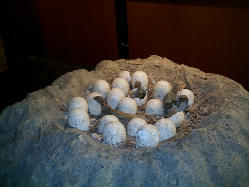 Eclosion dino