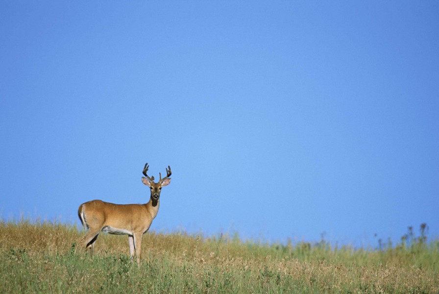 Eight point white tailed deer buck odocoileus virginianus standing in dry grass with big blue sky