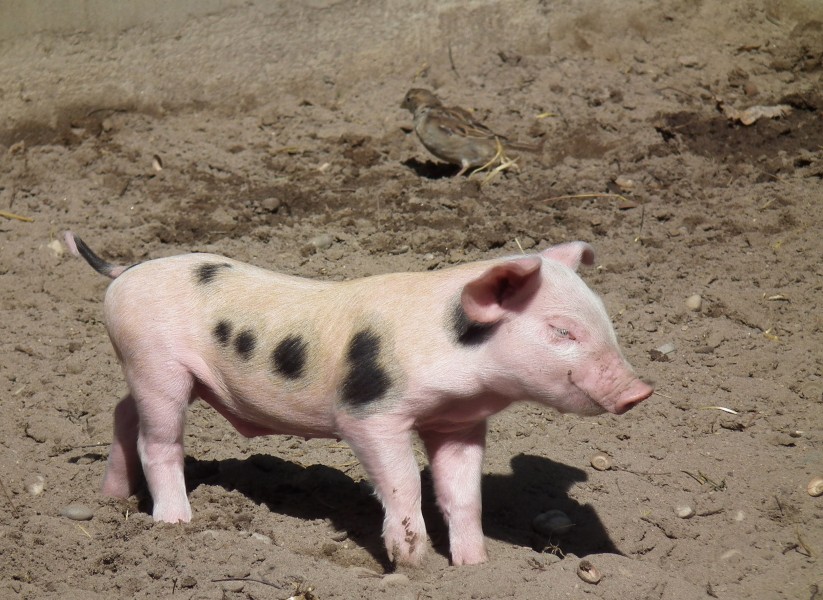 Einmal strecken buntes Bentheimer Landschwein Ferkel 2011