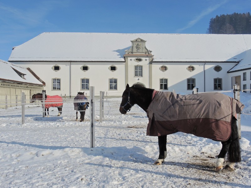 Einsiedeln - 'Cavalli della Madonna' - Marstall 2013-01-26 14-19-13 (P7700)