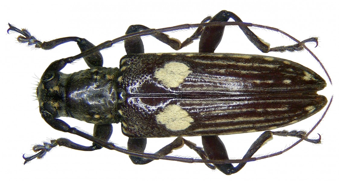Elaidus biplagiatus Breuning, 1942 (3005935232)