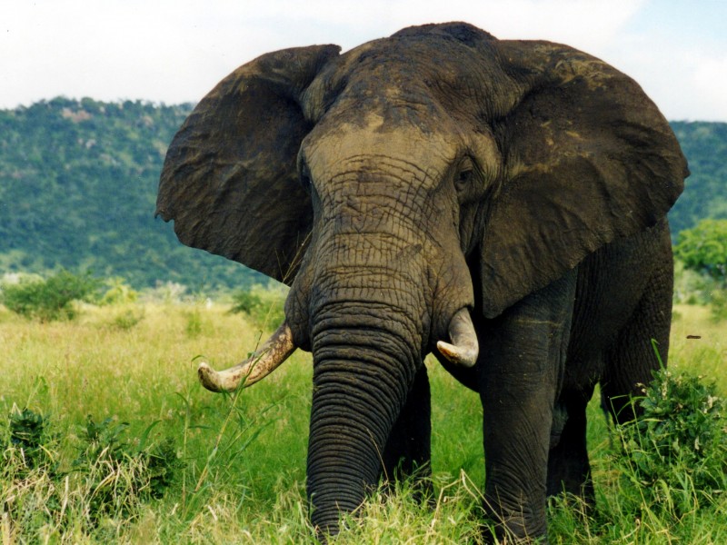 Elefant (2)