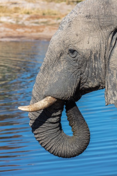 Elefante africano de sabana (Loxodonta africana), Elephant Sands, Botsuana, 2018-07-28, DD 118