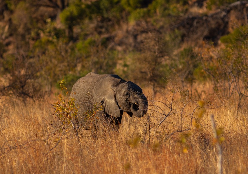 Elefante africano de sabana (Loxodonta africana), parque nacional Kruger, Sudáfrica, 2018-07-25, DD 03