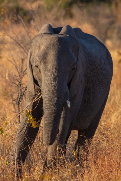 Elefante africano de sabana (Loxodonta africana), parque nacional Kruger, Sudáfrica, 2018-07-25, DD 08