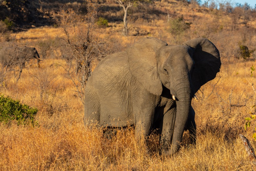 Elefante africano de sabana (Loxodonta africana), parque nacional Kruger, Sudáfrica, 2018-07-25, DD 12