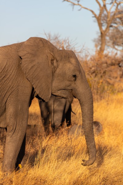 Elefante africano de sabana (Loxodonta africana), parque nacional Kruger, Sudáfrica, 2018-07-25, DD 15