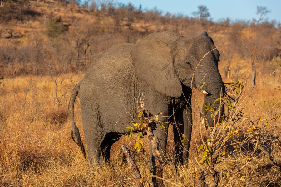 Elefante africano de sabana (Loxodonta africana), parque nacional Kruger, Sudáfrica, 2018-07-25, DD 16