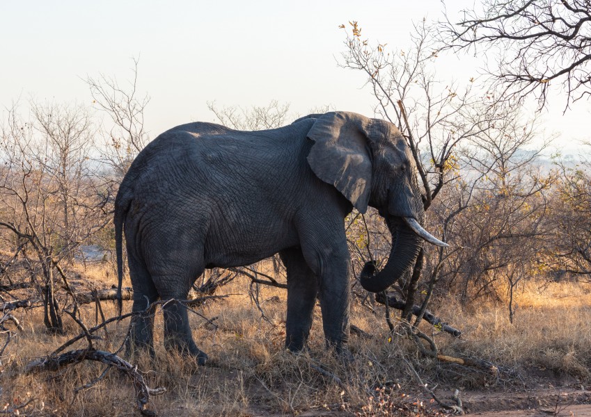 Elefante africano de sabana (Loxodonta africana), parque nacional Kruger, Sudáfrica, 2018-07-26, DD 04