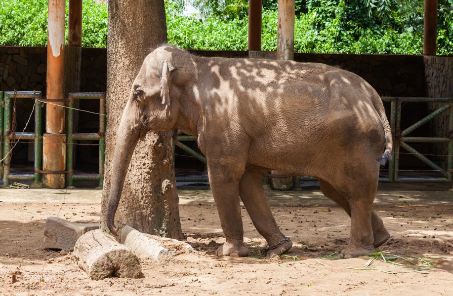Elefante asiático (Elephas maximus), Zoo de Ciudad Ho Chi Minh, Vietnam, 2013-08-14, DD 01