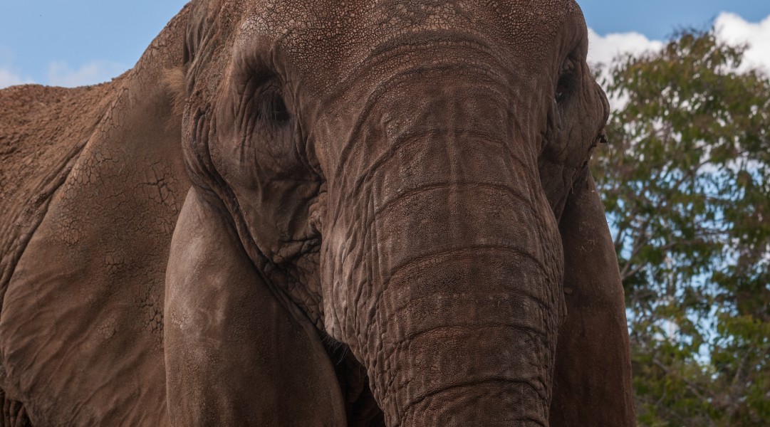 Elefante en el Zoologico de Barquisimeto
