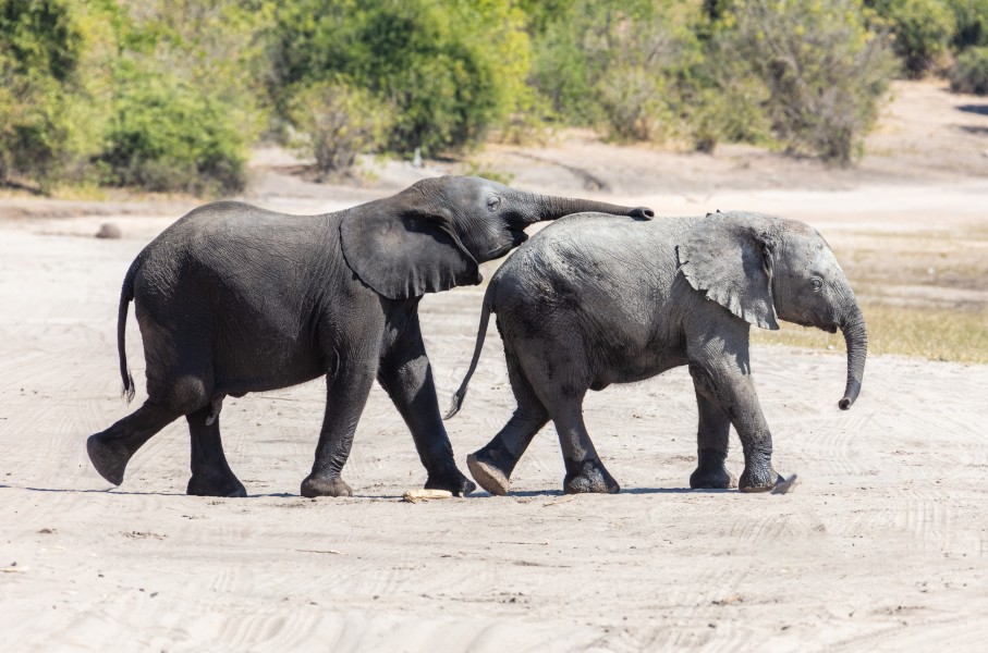 Elefantes africanos de sabana (Loxodonta africana), parque nacional de Chobe, Botsuana, 2018-07-28, DD 25