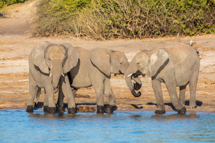 Elefantes africanos de sabana (Loxodonta africana), parque nacional de Chobe, Botsuana, 2018-07-28, DD 76