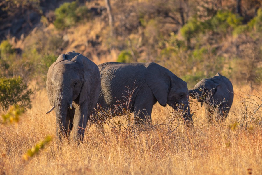Elefantes africanos de sabana (Loxodonta africana), parque nacional Kruger, Sudáfrica, 2018-07-25, DD 04
