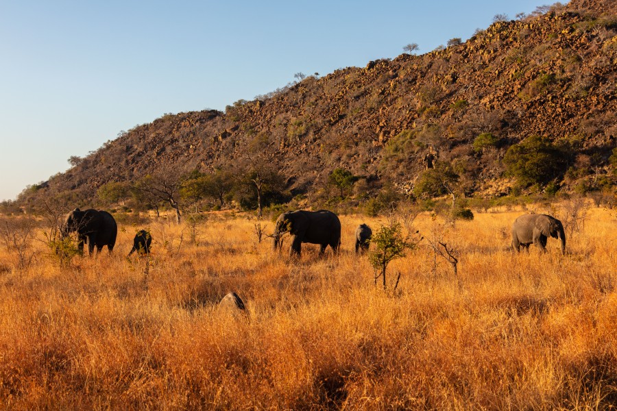 Elefantes africanos de sabana (Loxodonta africana), parque nacional Kruger, Sudáfrica, 2018-07-25, DD 09