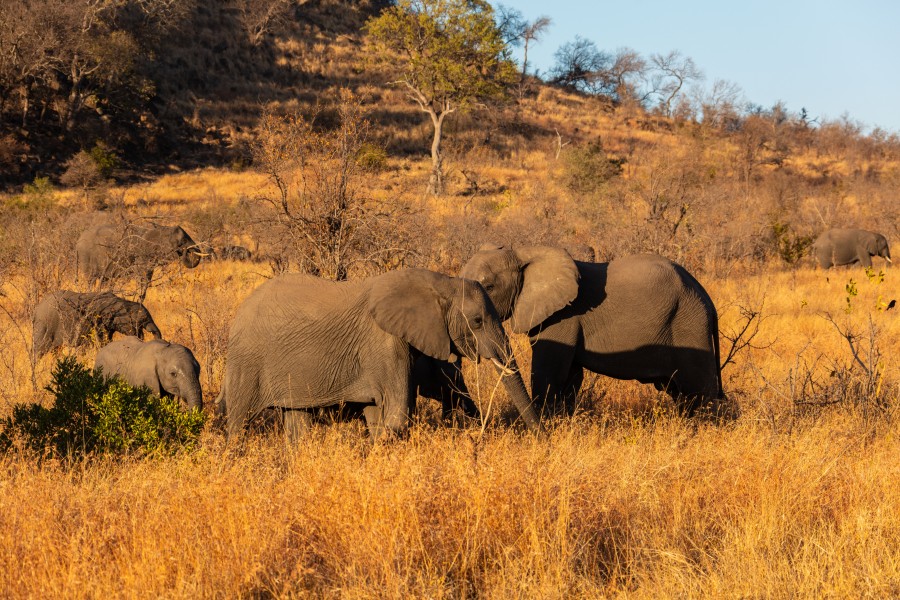 Elefantes africanos de sabana (Loxodonta africana), parque nacional Kruger, Sudáfrica, 2018-07-25, DD 11