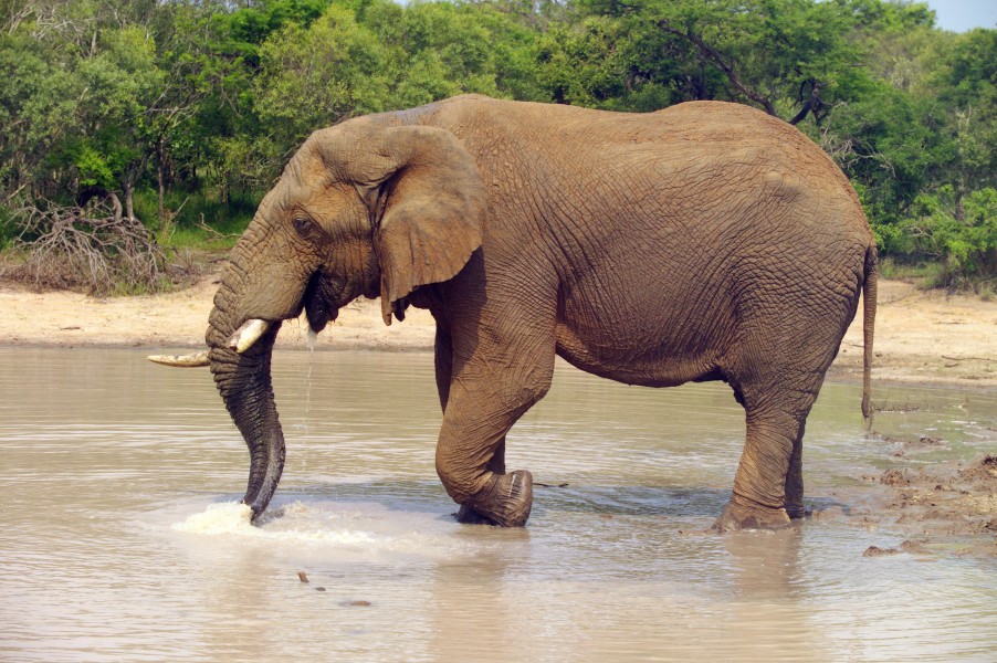 Elephant (Loxodonta Africana) 06