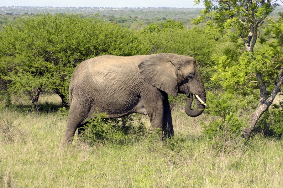 Elephant (Loxodonta Africana) 07