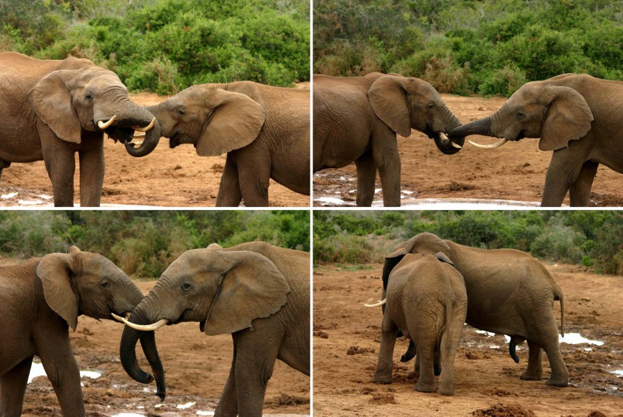 Elephant (Loxodonta africana) mating ritual composite