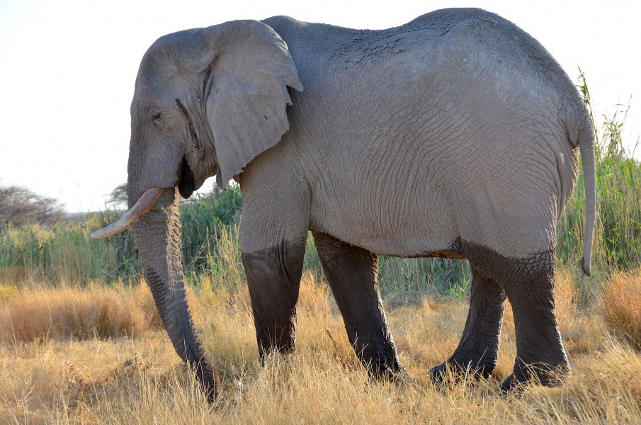 Elephant at Namutoni, Etosha National Park