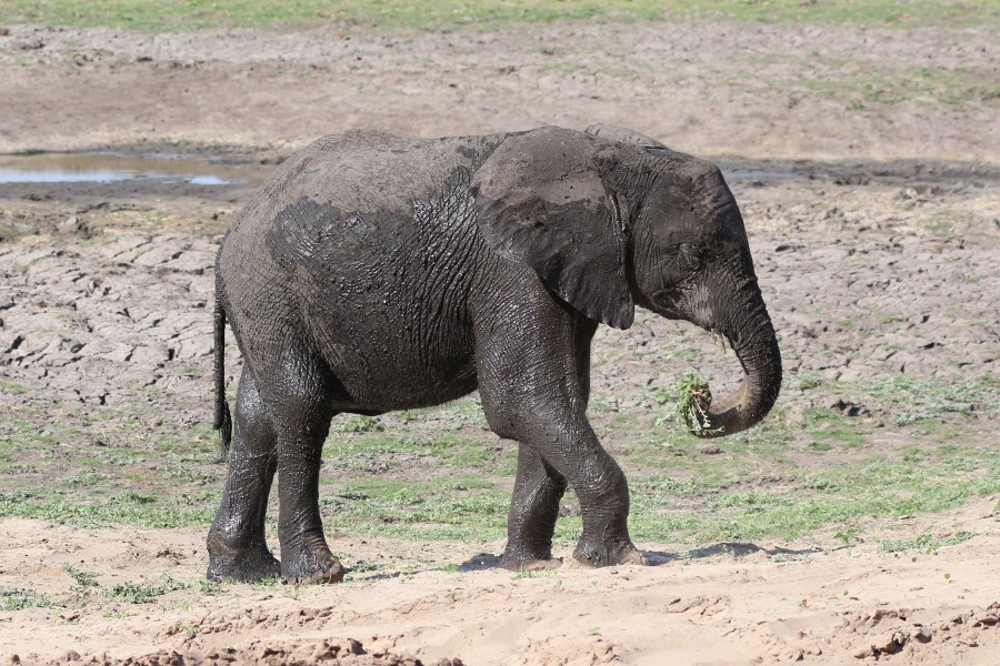 Elephant in Chobe National Park 02