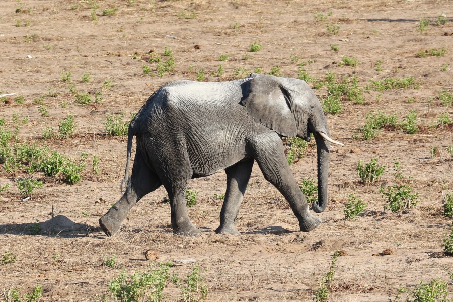 Elephant in Chobe National Park 05