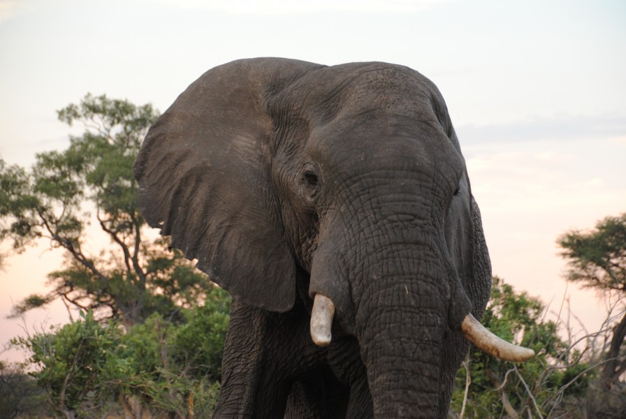 Elephant in Savuti - Botswana - panoramio (2)