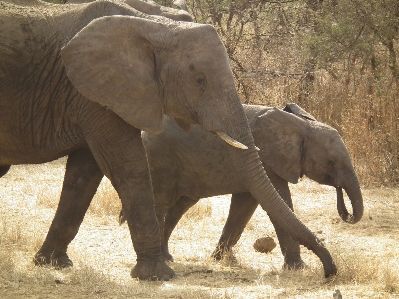 Elephant in Tanzania 0884 Nevit