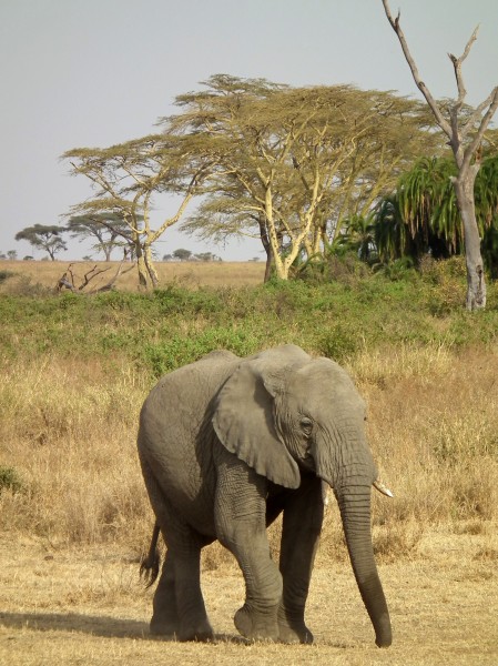 Elephant in Tanzania 3307 Nevit