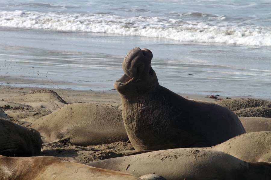 Elephant Seals - Flickr - GregTheBusker (12)