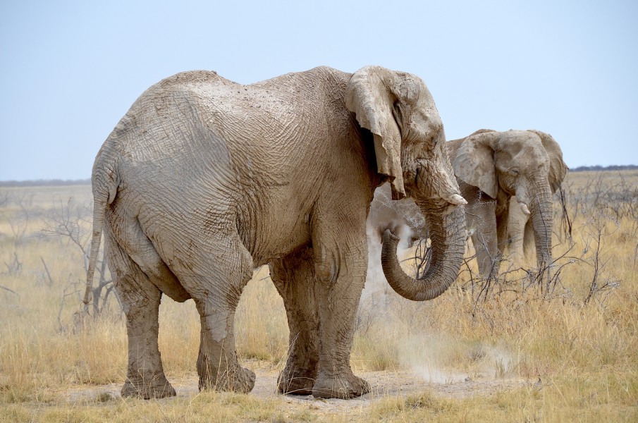 Elephant throwing sand (Etosha)